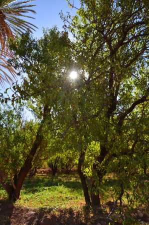 The almond trees that surround the Kasbah Ellouze, Morocco