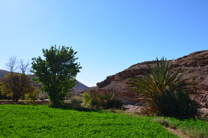 The Almond Groves around Kasbah Ellouze