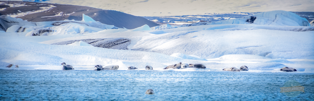 Seals in their natural habitat Jökulsárlón Ice Lagoon