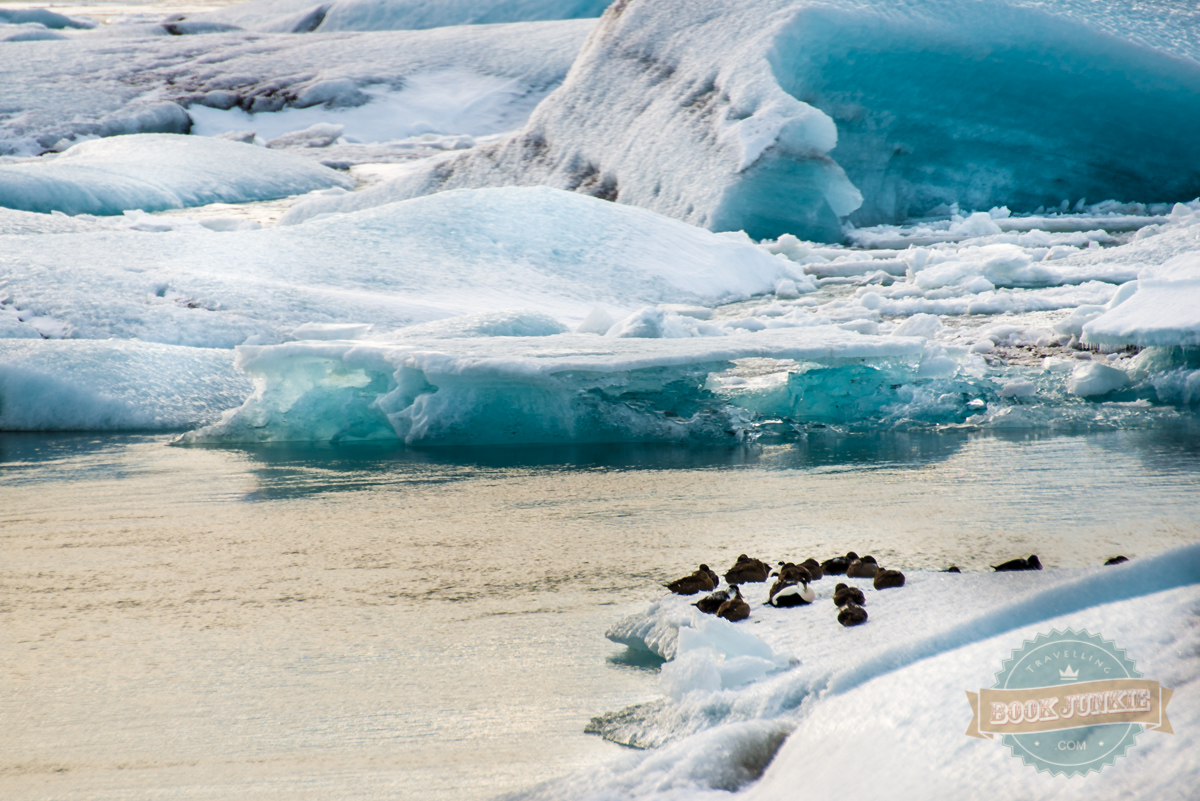 Jökulsárlón Ice Lagoon wildlife 