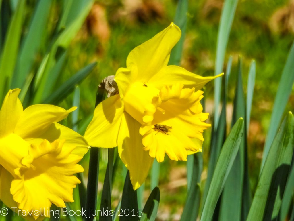 flowers from mannington hall