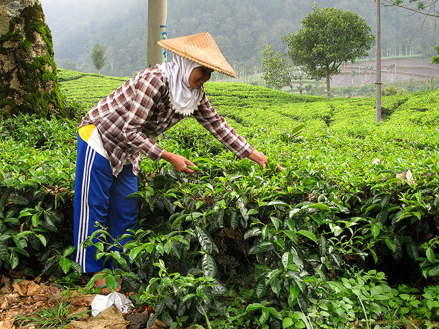 Tea Plantation, Indonesia, Bandung, Visit Indonesia