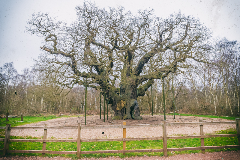 The Major Oak, Robin Hood, Sherwood Forest, Nottingham