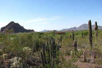 phoenix, arizona, america, travelling book junkie, what to do, top things, to do, to see, where to go in, places to, botanical gardens, plants, cactus, desert, travel destinations,