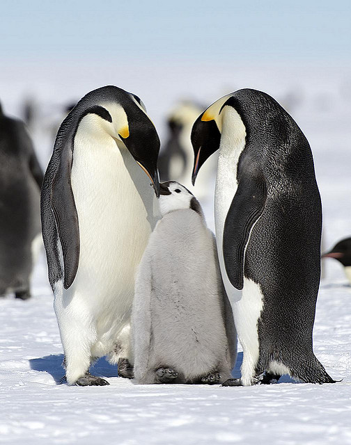 Antarctica Penguins, Luxury Travel, Travel, Travelling Book Junkie, wish list