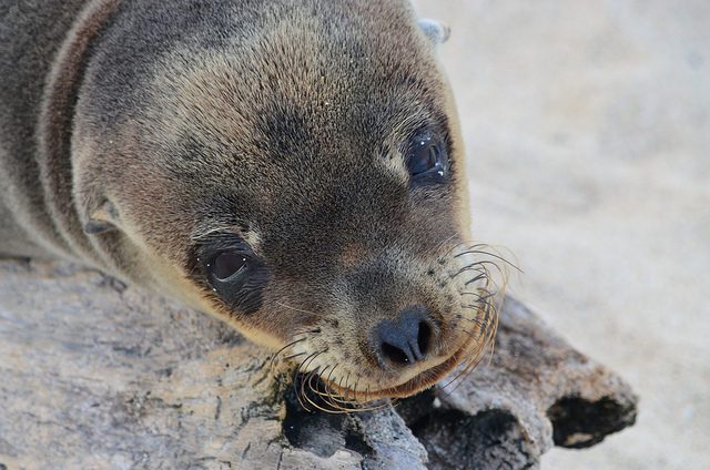 Galapagos Islands, Exotic Places, Wildlife, sea lion