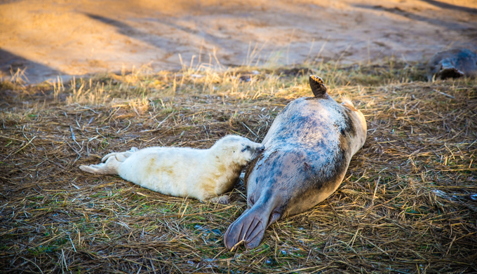 seals, best western, kenwick park, spa, hotel, spa seekers, lincolnshire, sanctuary, breeding, travellingbookjunkie, relaxing, refreshing, breaks, weekend, lodge, stay, accommodation, hotel, mid range,