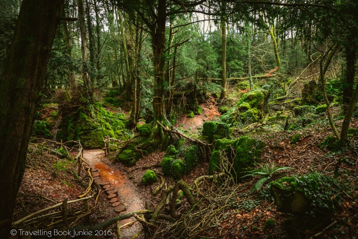 puzzlewood, hollywood, film, movie, locations, filming, enchanted, forest, star wars, blockbuster, england, british, secret,