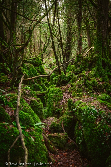 puzzlewood, hollywood, film, movie, locations, filming, enchanted, forest, star wars, blockbuster, england, british, secret,