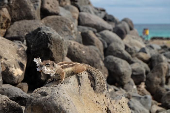 fuerteventura, holiday gems, family holidays, canary islands, beaches, Esquinzo-Butihondo, chipmunks,