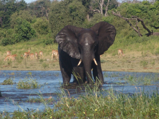 Botswana Elephants on safari