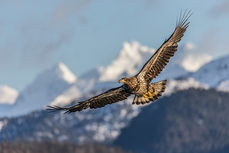 A bald eagle flying over Kachemak Bay, Alaska.