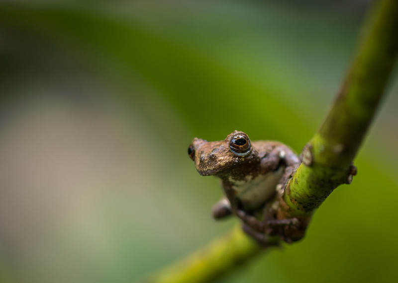 Wildlife in the Amazon Rainforest, including frogs which are endangered and can only be found in this part of the world.