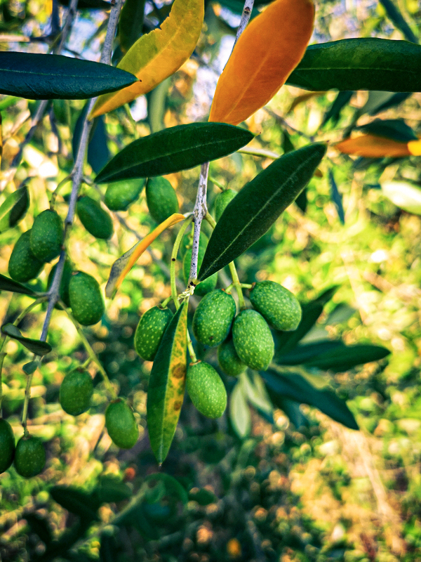 Olives grown in Tuscany for fantastic Olive Oil production