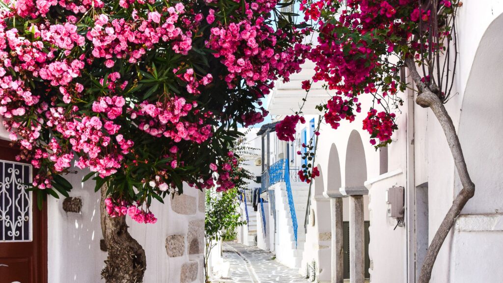 A white washed street in Greece with beautiful pink flowers and blue doors