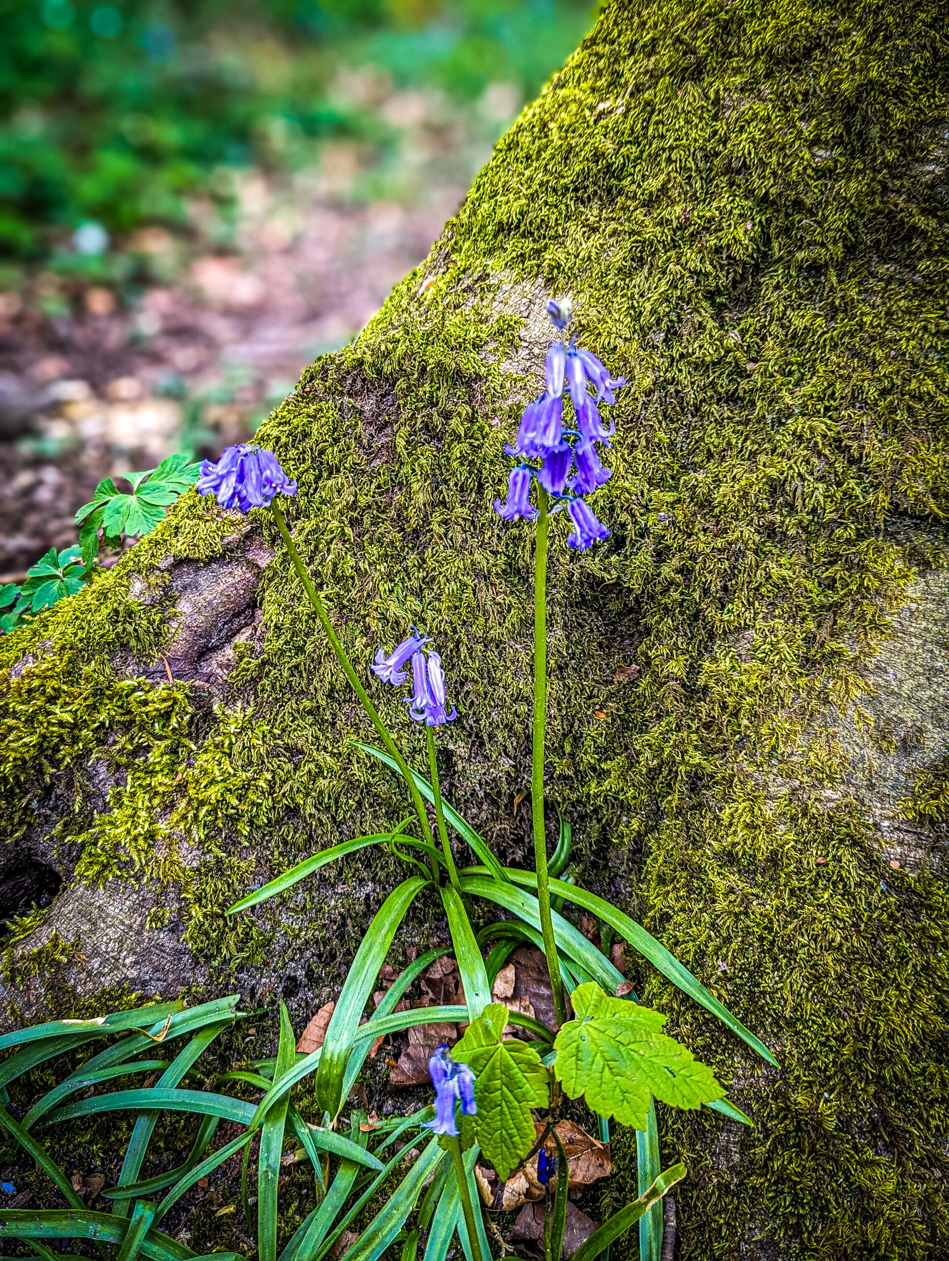 The bluebells at Bolton Abbey