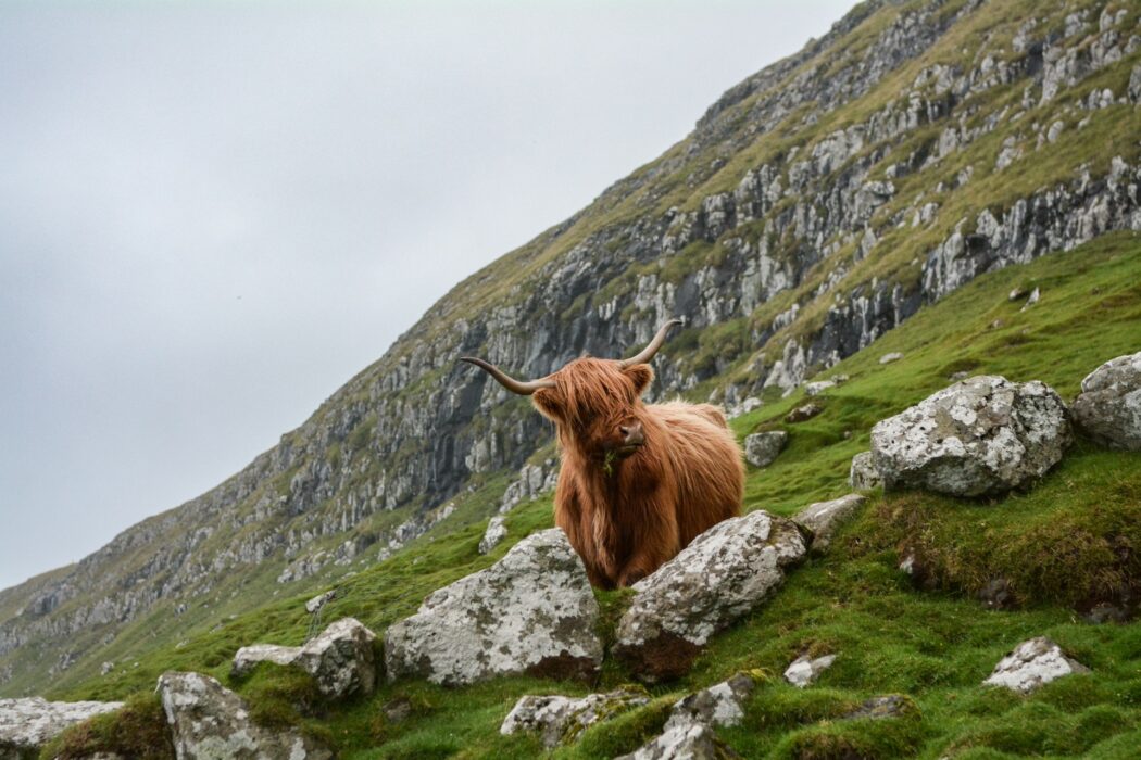 Highland Coo (Cow)