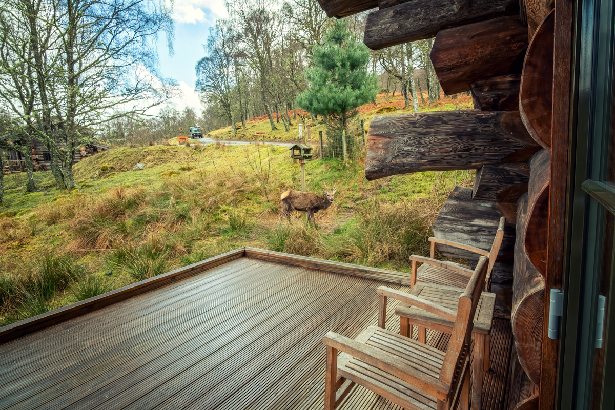 Wild deer near Eagle Brae luxury log cabins in the Scottish Highlands Scotland