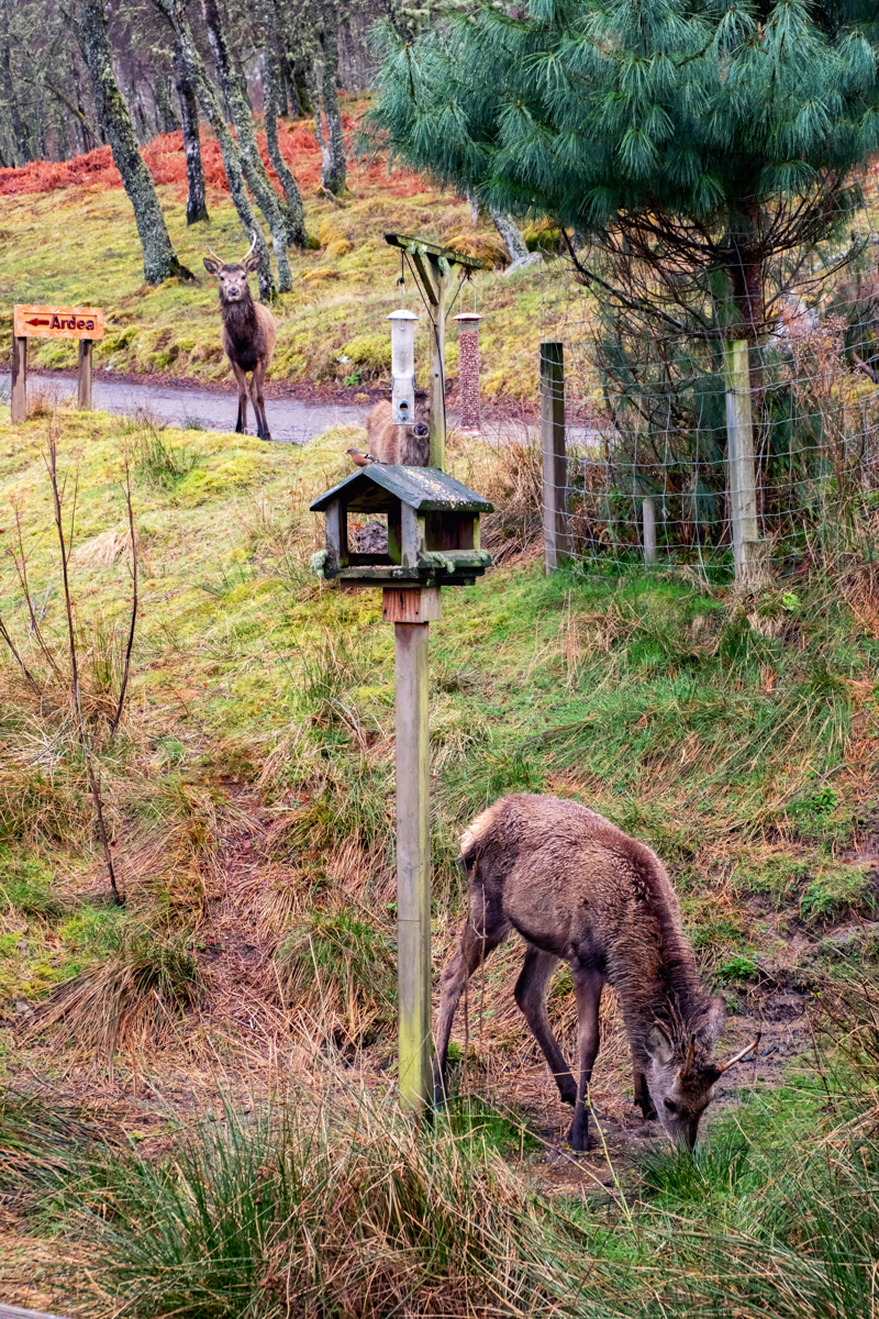 Highland wildlife surrounding Eagle Brae cabins near Inverness including deer and native birds