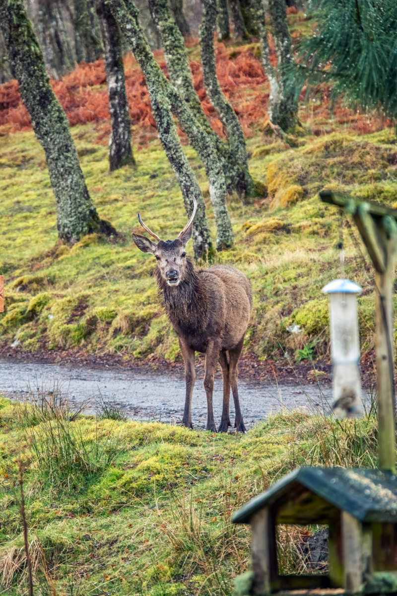 Remote Highland scenery surrounding Eagle Brae log cabins near Inverness Scotland