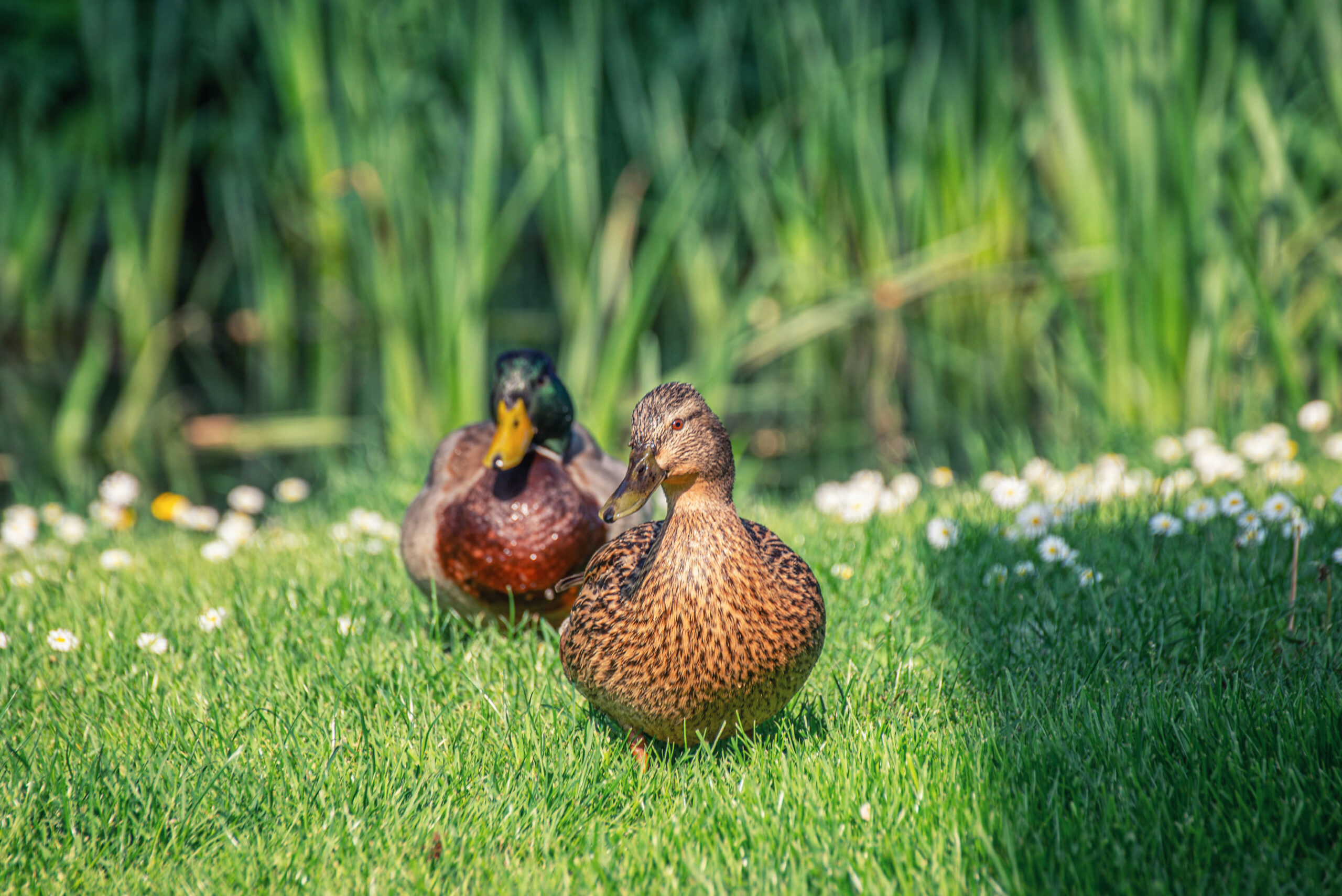 Ducks along the waterline at Concierge camping